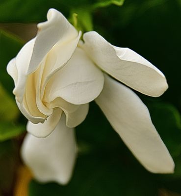 White Gardenia Bloom