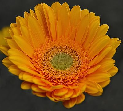 31 OF 365 Yellow Geberra Daisy