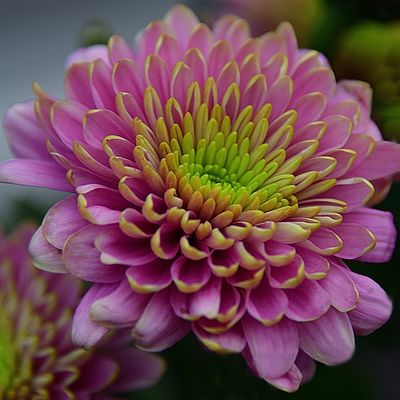 Glowing Lavender Mum