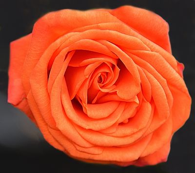 33 of 365 Orange Sherbert