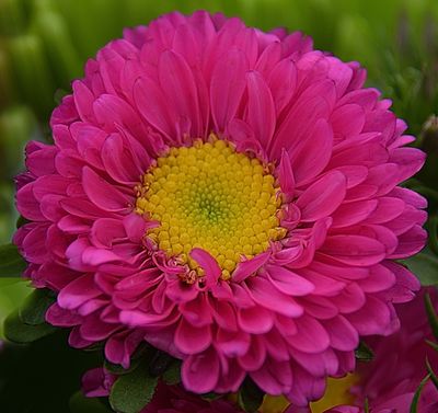34 of 365 Pink Flower