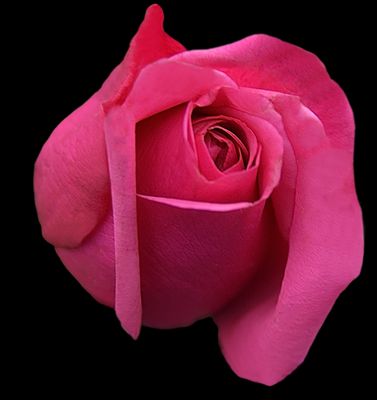 Deep Pink Rose