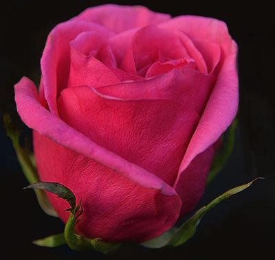 Twilight Rose