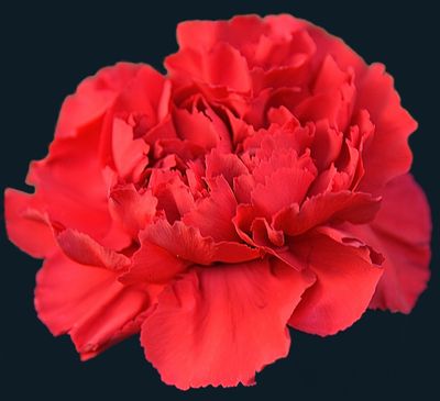 g13/42/822742/3/173272118.70fa57d6.JPEG