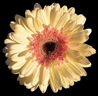 46 of 365 Cloud Geberra Daisy.jpg
