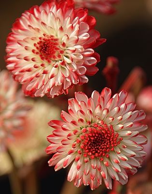 Candy Cane Mums