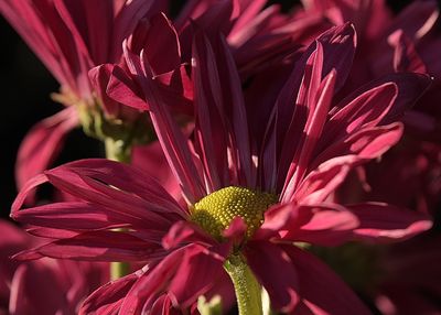 Bright Burgundy Zinnia