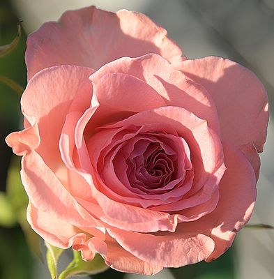 Pink Swirl Rose