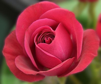 52 of 365 Deep Pink Rose.jpg