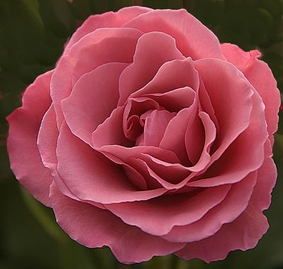 Pale Pink Sherbert Rose