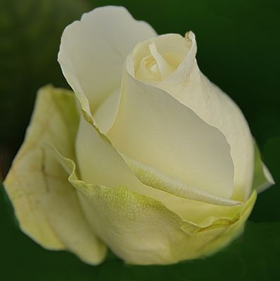 White Rose Bloom