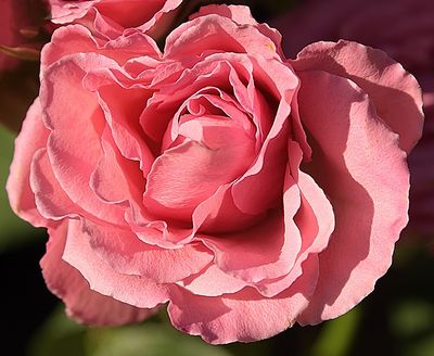 Light Pale Pink Rose