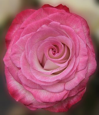 58 of 365 Twirly Pink Rose