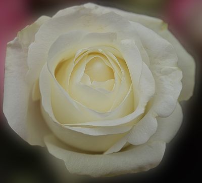 White Frost Rose