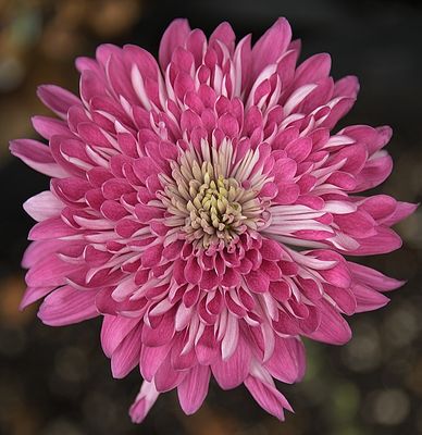 Lilac Pink Mum