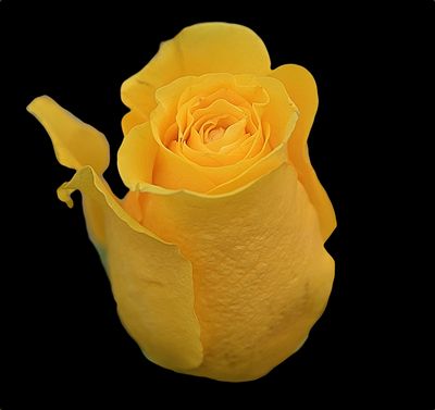 Bright Yellow Rose