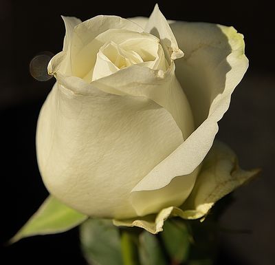 Pure White Rose