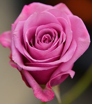 Pink Lilac Rose