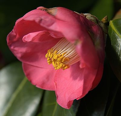 91 of 365 Pink Camellia