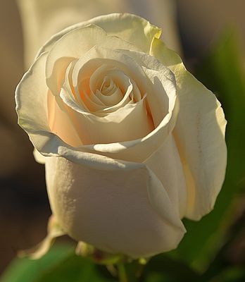 White Snow Rose