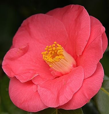 Light Pink Camellia
