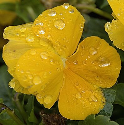 97 of 365 Yellow Pansy in the Rain