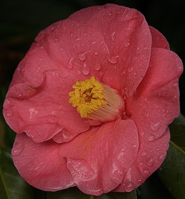 Pink Camellia in the Rain