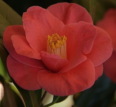 Jazzy Camellia