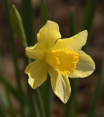 101 of 365 Early Bird Spring Daffodil