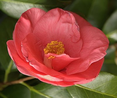 Pink Camellia