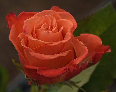 104 of 365 Red Orange Rose