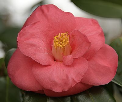 105 of 365 Pink Pyramid Camellia