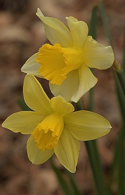 Early Spring Daffodill
