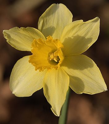 108 of 365 Rogue Daffodil