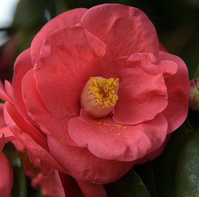 From My Camellia Tree