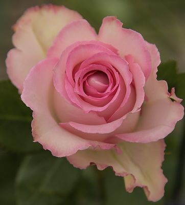 g13/42/822742/3/173423527.8e6150a5.JPEG