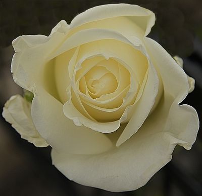 White Cloud Rose