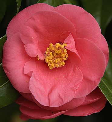 Fresh Camellia Bloom in my Garden