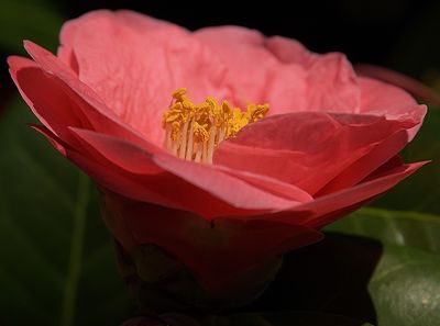 A Light Pink Camillia