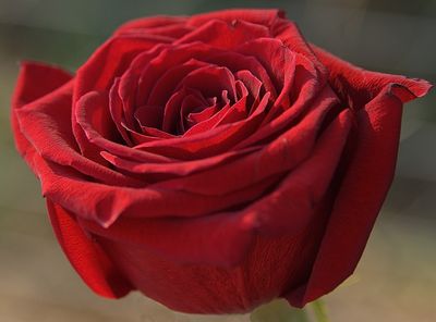 A Red Rose