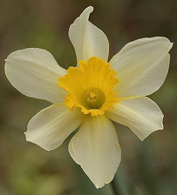 A Fresh Daffodil Bloom
