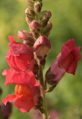 A Red Snap Dragon