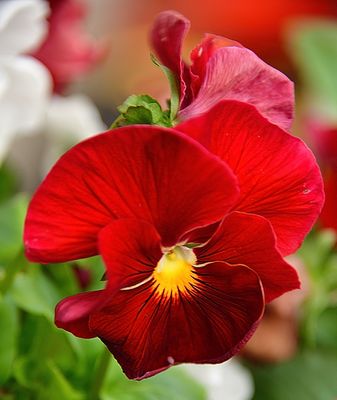 A Bright Spring Pansy