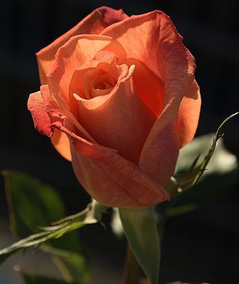 118 of 365 Light Salmon Rose