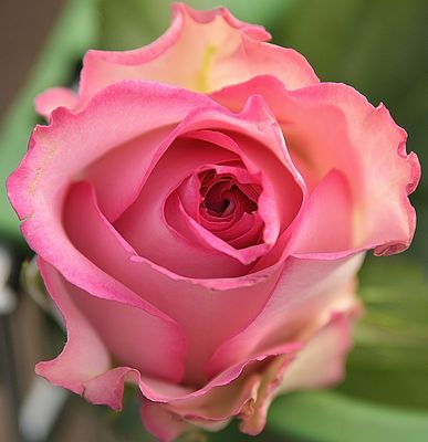 119 of 365 Pink Blush