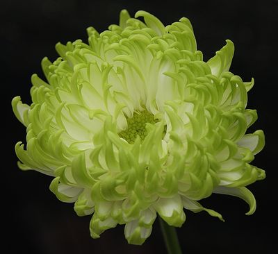 126 of 365 Lime Green Mum.jpg