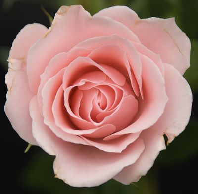 A Pale Pink Rose