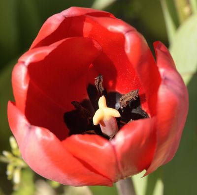 128 of 365 Truly Red Tulip