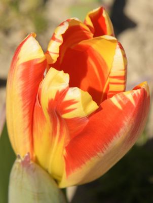 Yellow Orange Tulip