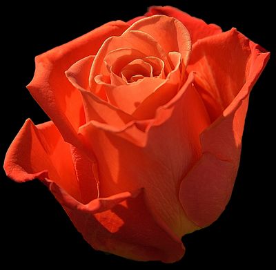 130 of 365 A Tangerine Rose.jpg